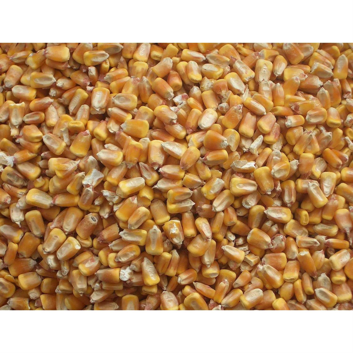Bulk Whole Corn for Wildlife Feeding A974