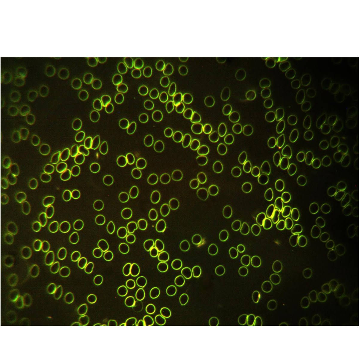 40X-2000X Binocular Compound Microscope with LED Light and 1.3MP Camera I50158