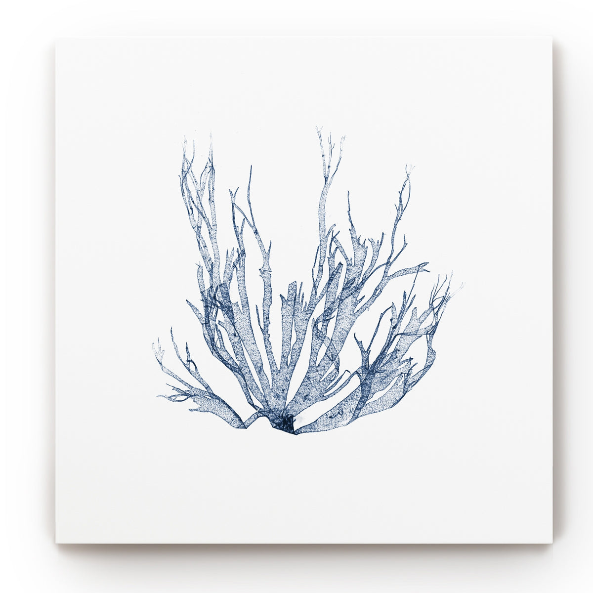 Navy Seaweed Gallery Wrapped Canvas 10x10 V776