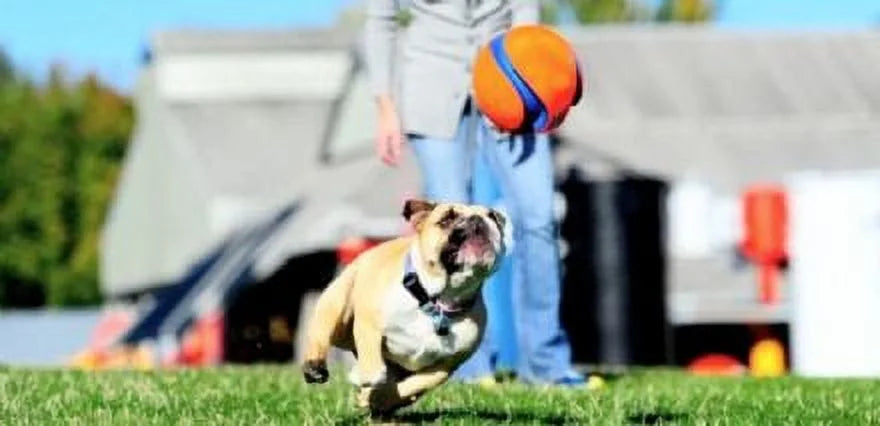 Large Kick Fetch Ball Dog Toy (8 Inch) R809
