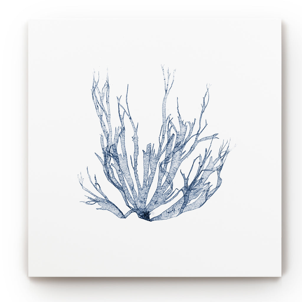 Navy Seaweed Gallery Wrapped Canvas 10x10 V776