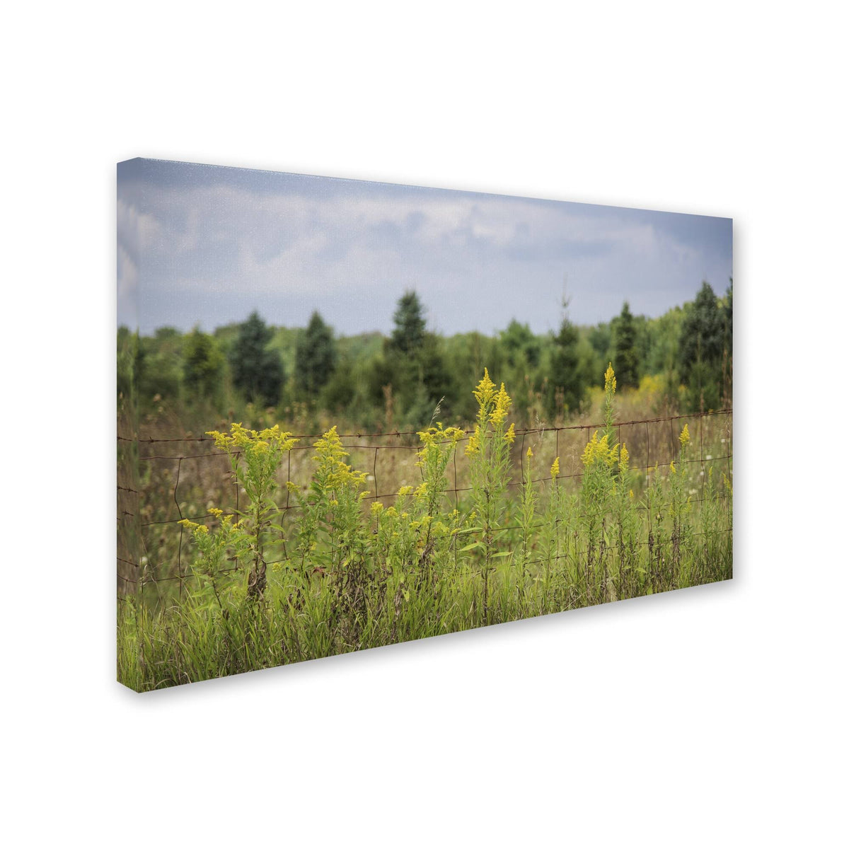 Canvas Art D657798
